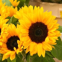 03-girasol